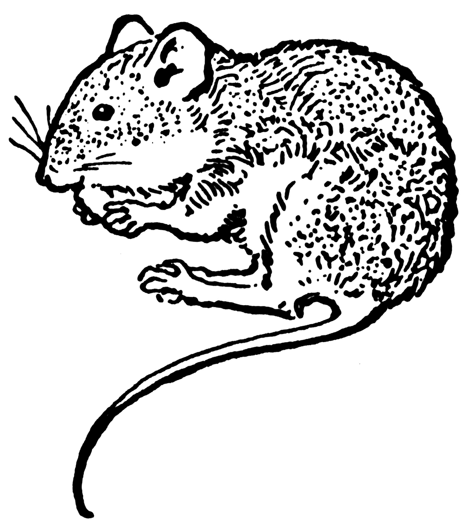 Detail Mouse Clipart Black And White Nomer 30