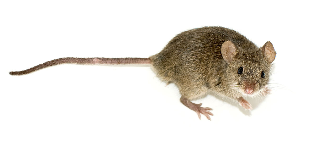 Mouse Image - KibrisPDR