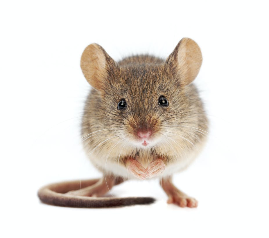 Detail Mouse Image Nomer 2