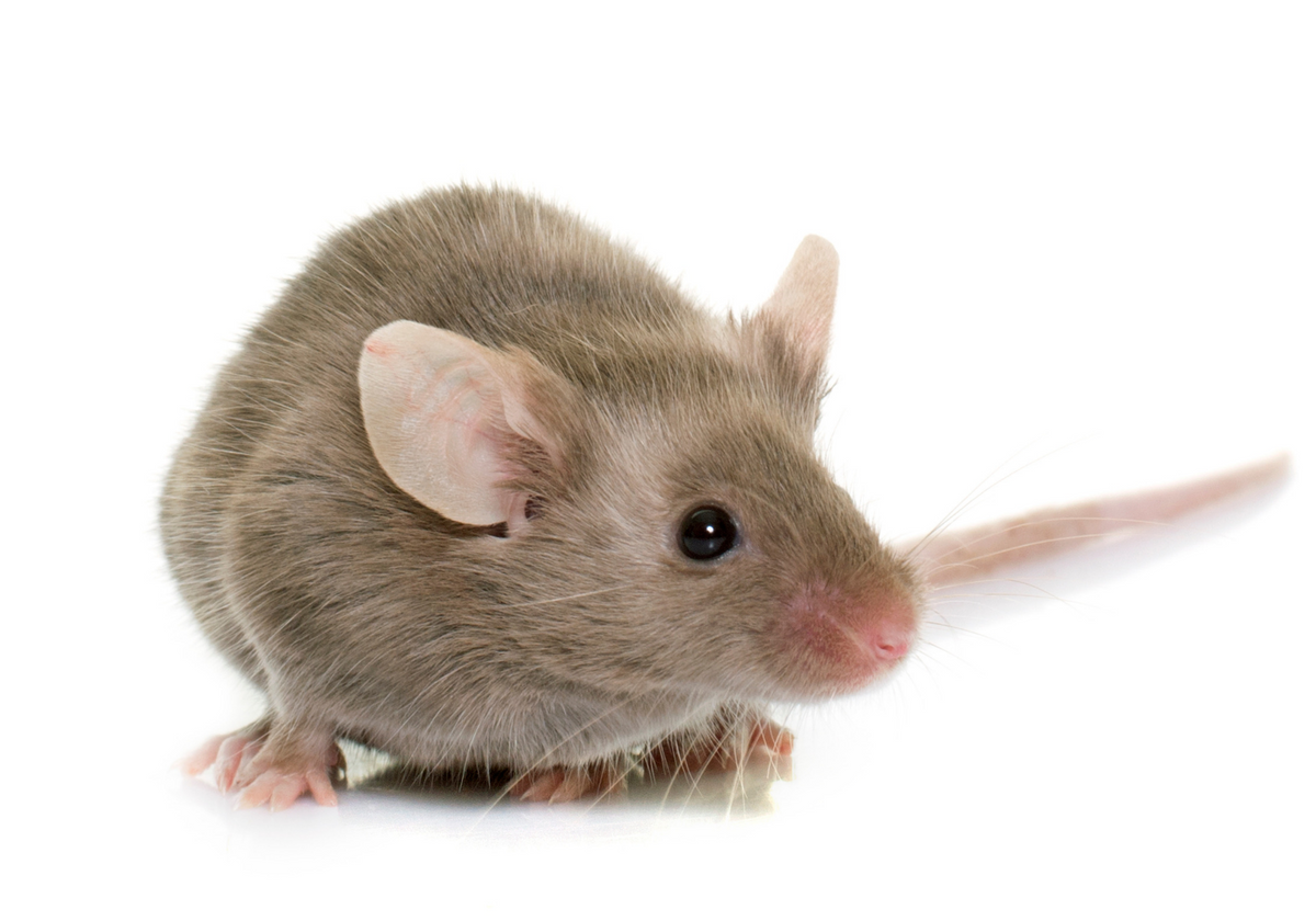 Detail Mouse Image Nomer 12