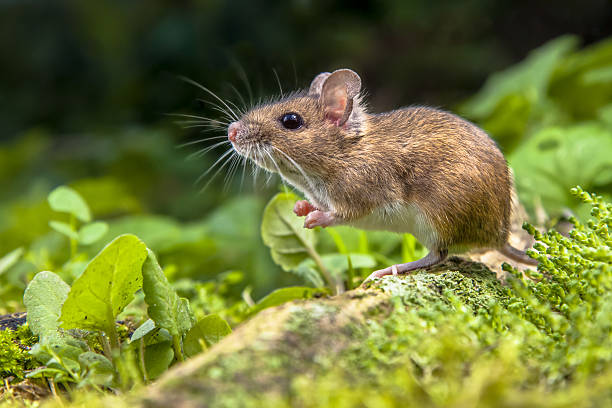 Detail Mouse Image Nomer 19