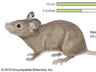 Detail Mouse Image Nomer 25