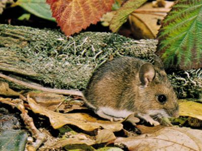 Detail Mouse Image Nomer 54