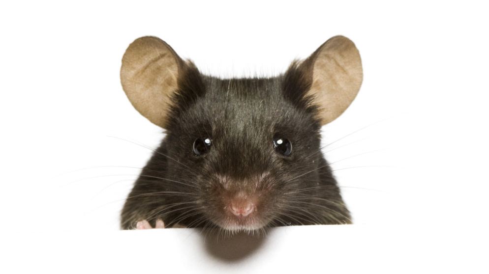 Detail Mouse Image Nomer 8