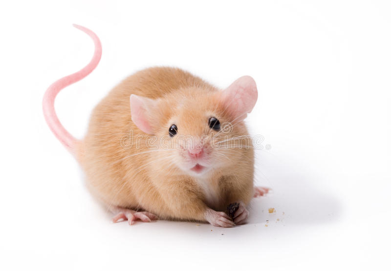 Mouse Images Free - KibrisPDR