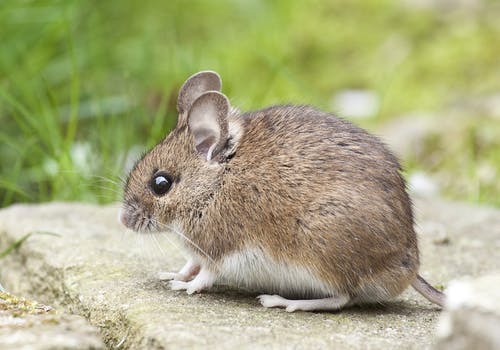 Detail Mouse Images Free Nomer 2