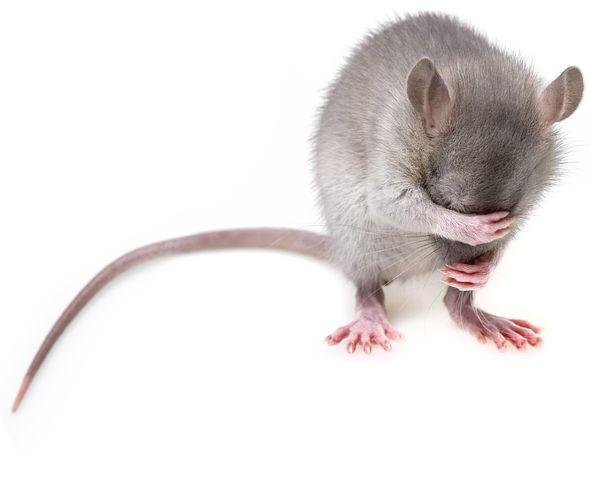 Detail Mouse Images Free Nomer 9