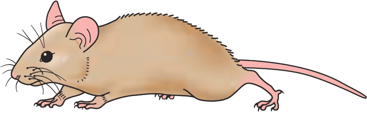 Detail Mouse Images Free Nomer 10
