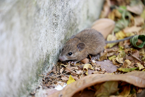 Detail Mouse Images Free Nomer 16