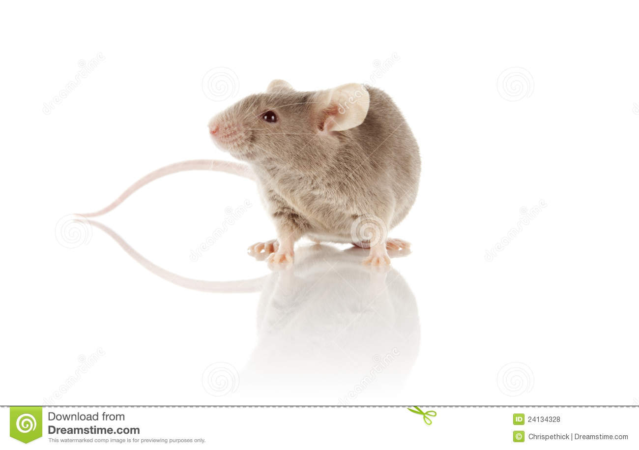 Detail Mouse Images Free Nomer 3