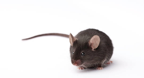 Detail Mouse Images Free Nomer 18