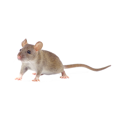 Detail Mouse Images Free Nomer 22
