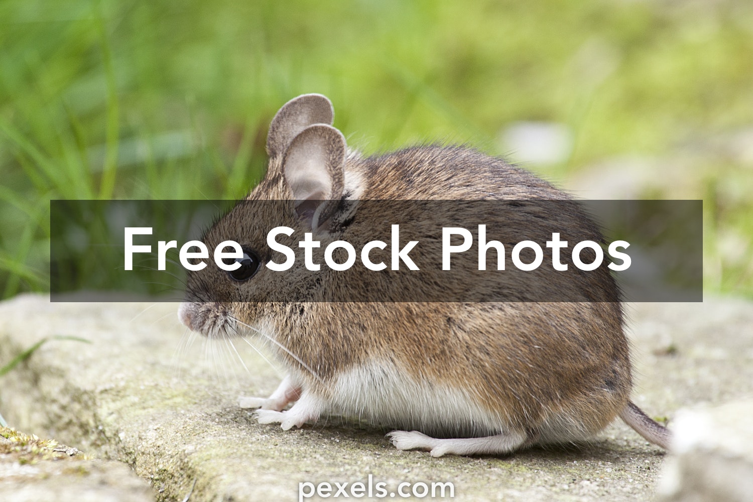 Detail Mouse Images Free Nomer 23