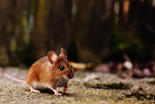 Detail Mouse Images Free Nomer 26