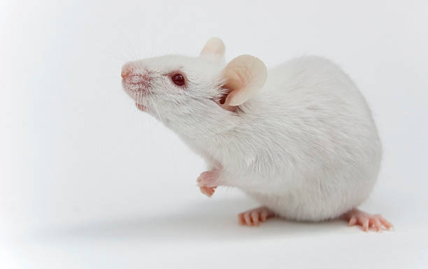Detail Mouse Images Free Nomer 33