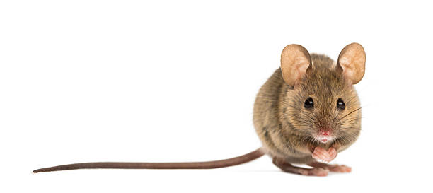Detail Mouse Images Free Nomer 4
