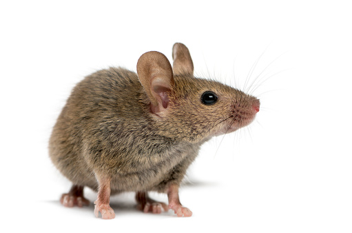 Detail Mouse Images Free Nomer 5