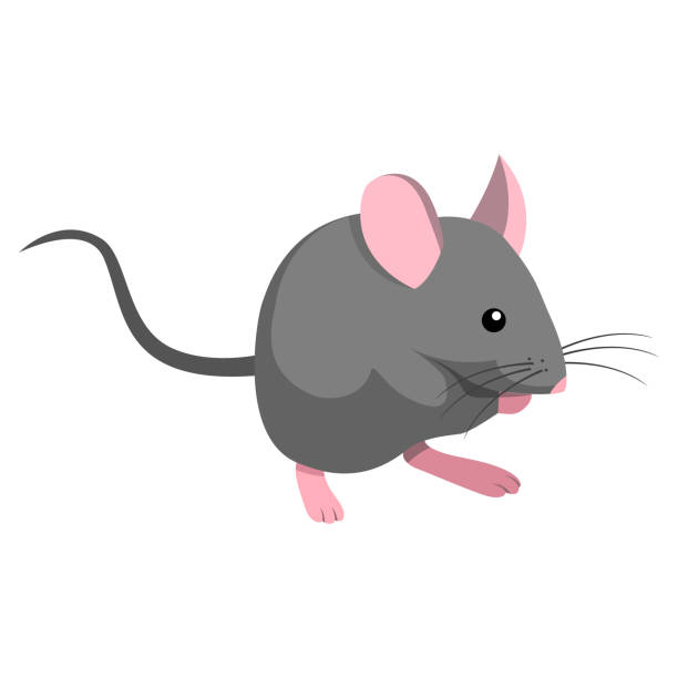 Detail Mouse Images Free Nomer 43