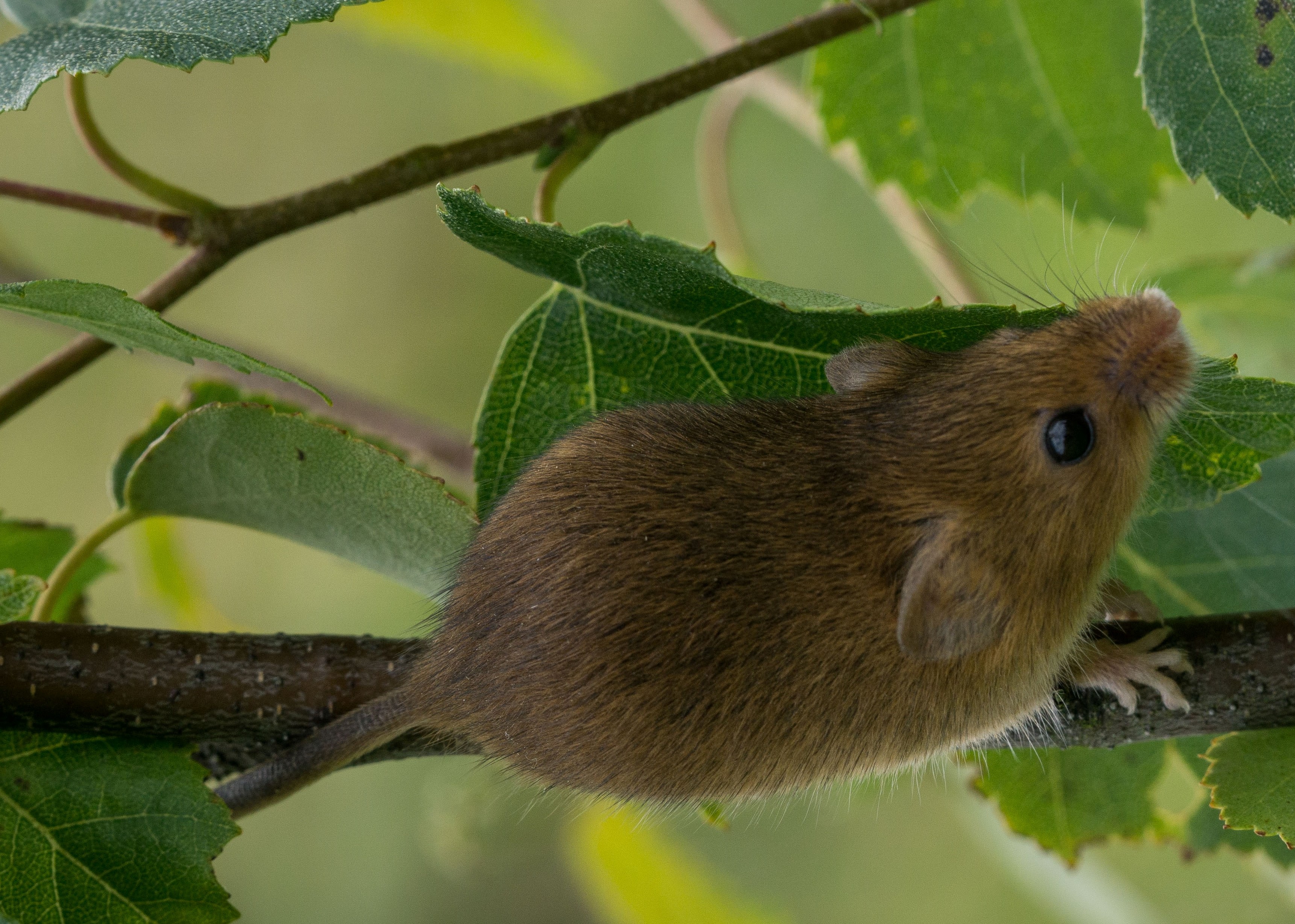 Detail Mouse Images Free Nomer 46