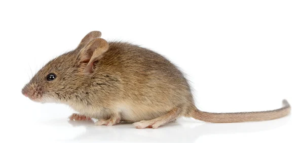 Detail Mouse Images Free Nomer 47