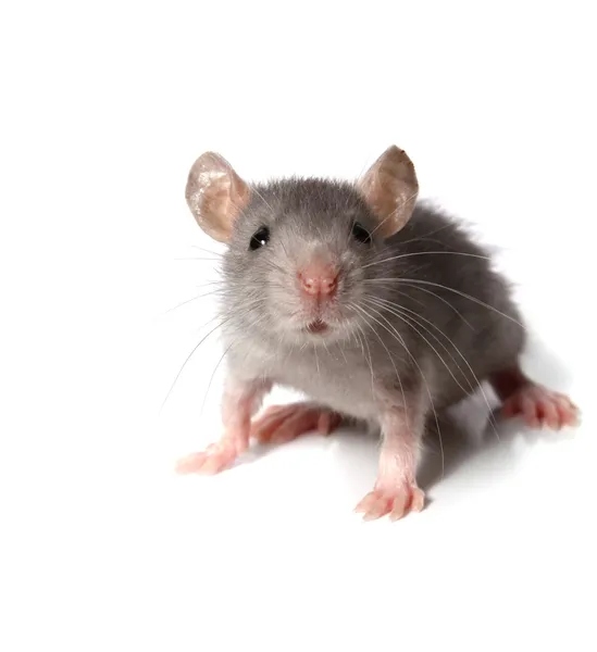 Detail Mouse Images Free Nomer 49