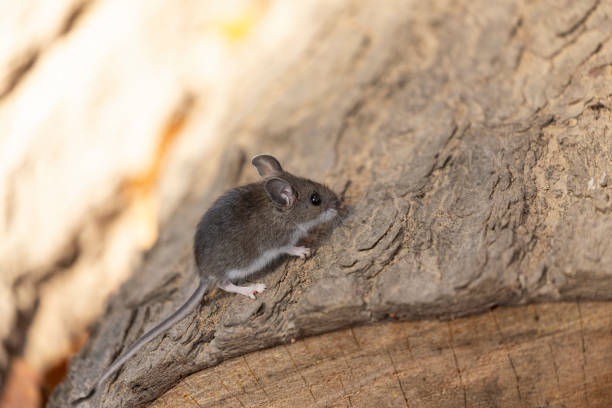 Detail Mouse Images Free Nomer 51