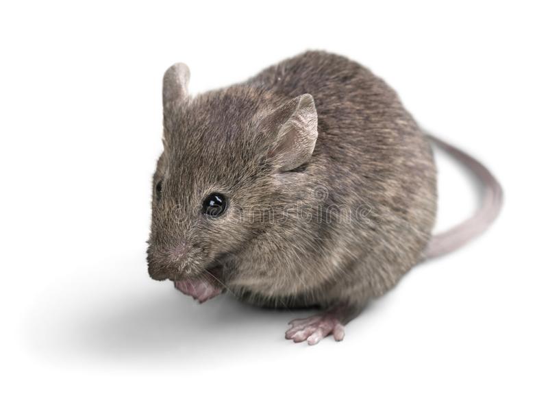 Detail Mouse Images Free Nomer 7