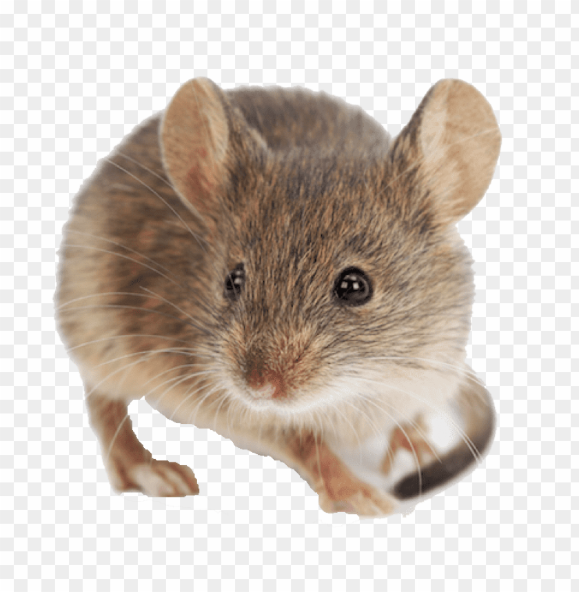 Detail Mouse Png Nomer 54