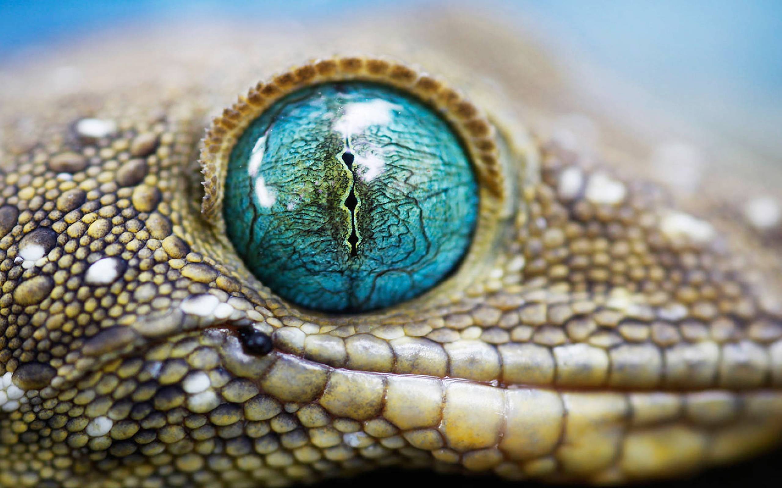 Lizard Backgrounds - KibrisPDR