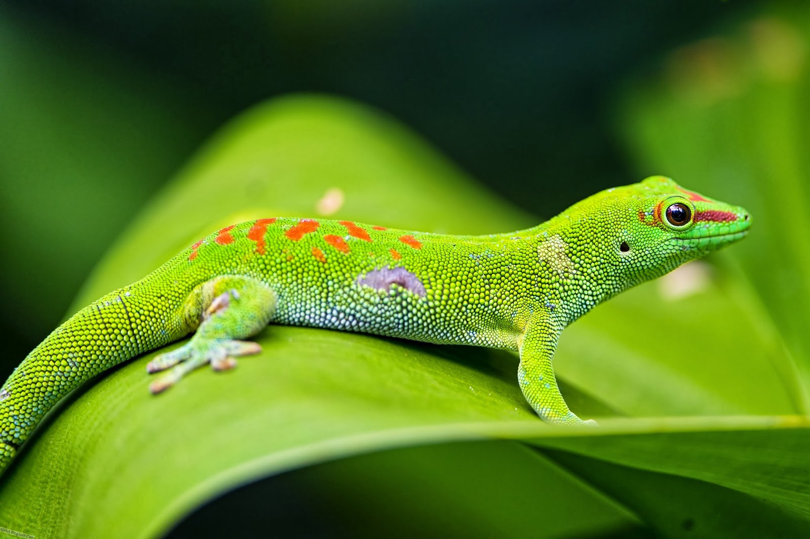 Detail Lizard Backgrounds Nomer 2