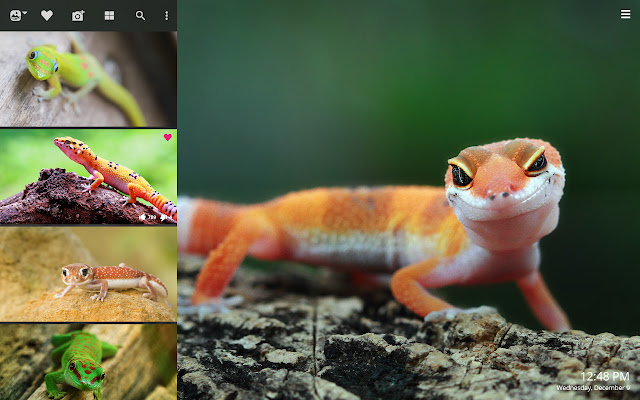 Detail Lizard Backgrounds Nomer 11