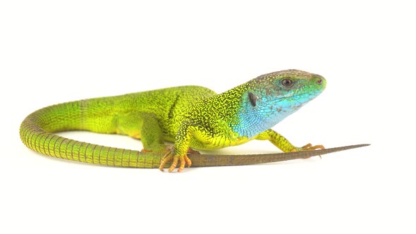 Detail Lizard Backgrounds Nomer 12