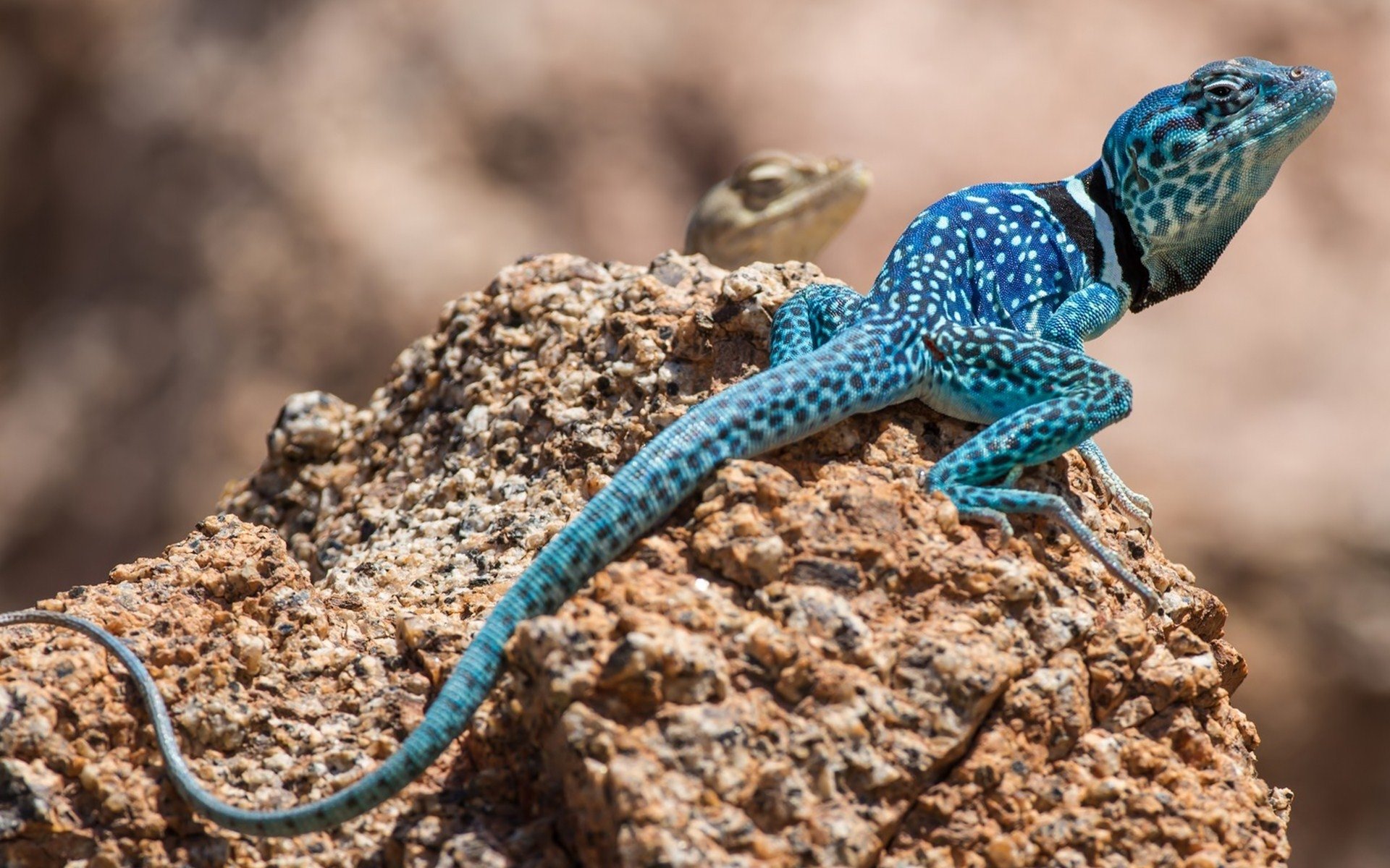 Detail Lizard Backgrounds Nomer 13