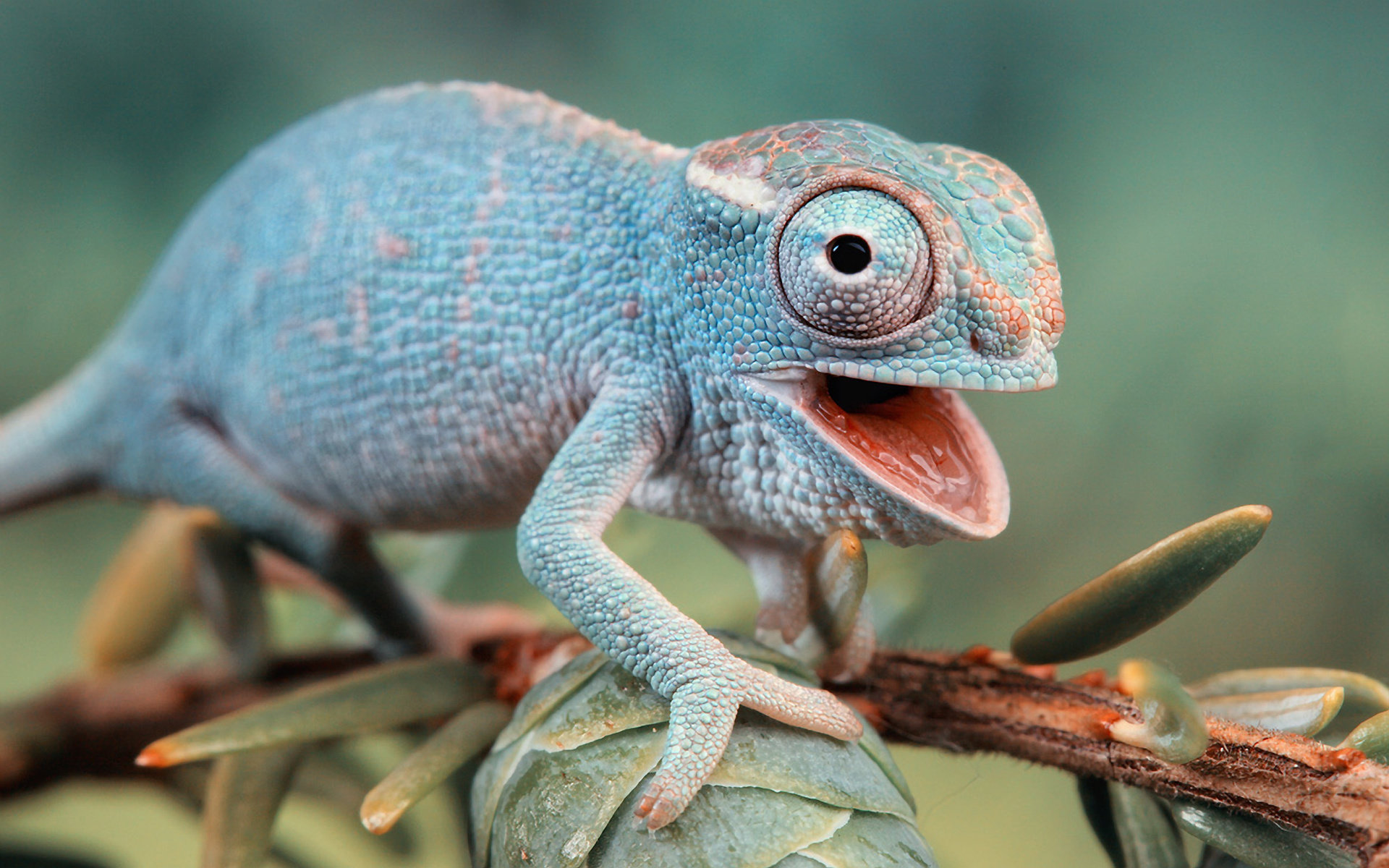 Detail Lizard Backgrounds Nomer 14