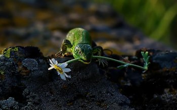 Detail Lizard Backgrounds Nomer 16