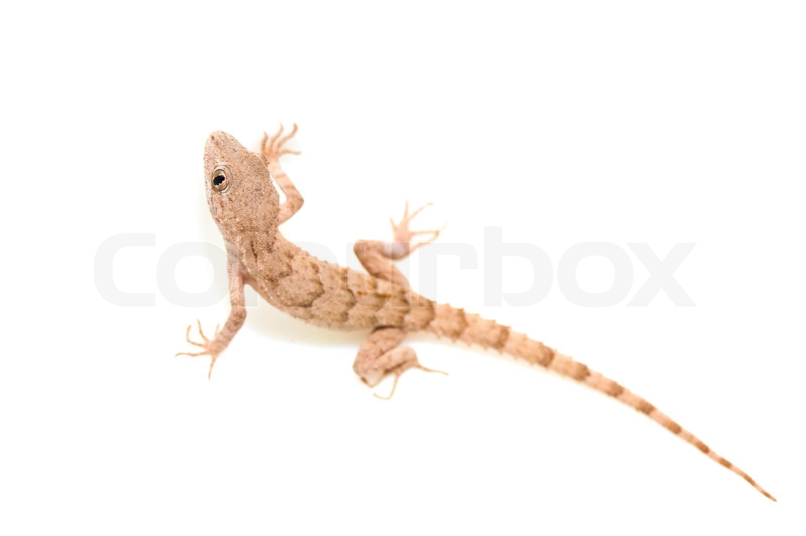 Detail Lizard Backgrounds Nomer 17