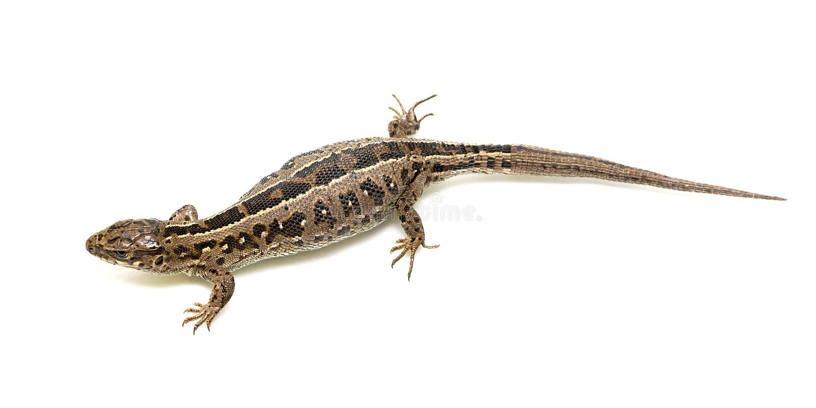 Detail Lizard Backgrounds Nomer 18