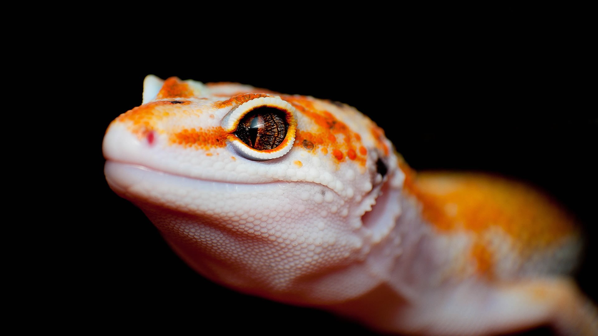 Detail Lizard Backgrounds Nomer 19
