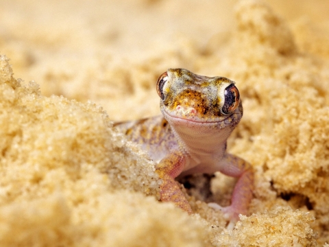Detail Lizard Backgrounds Nomer 20