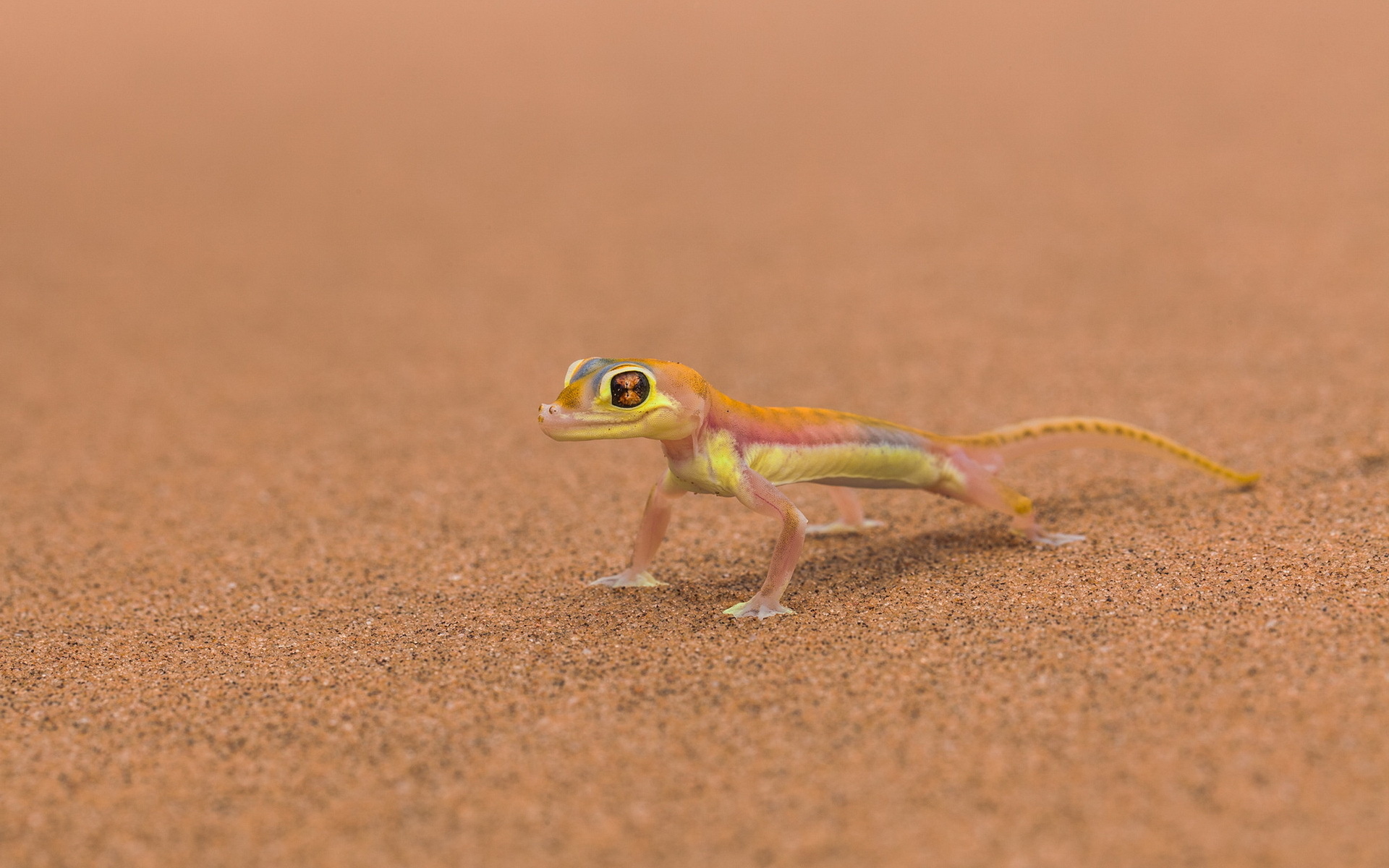 Detail Lizard Backgrounds Nomer 21
