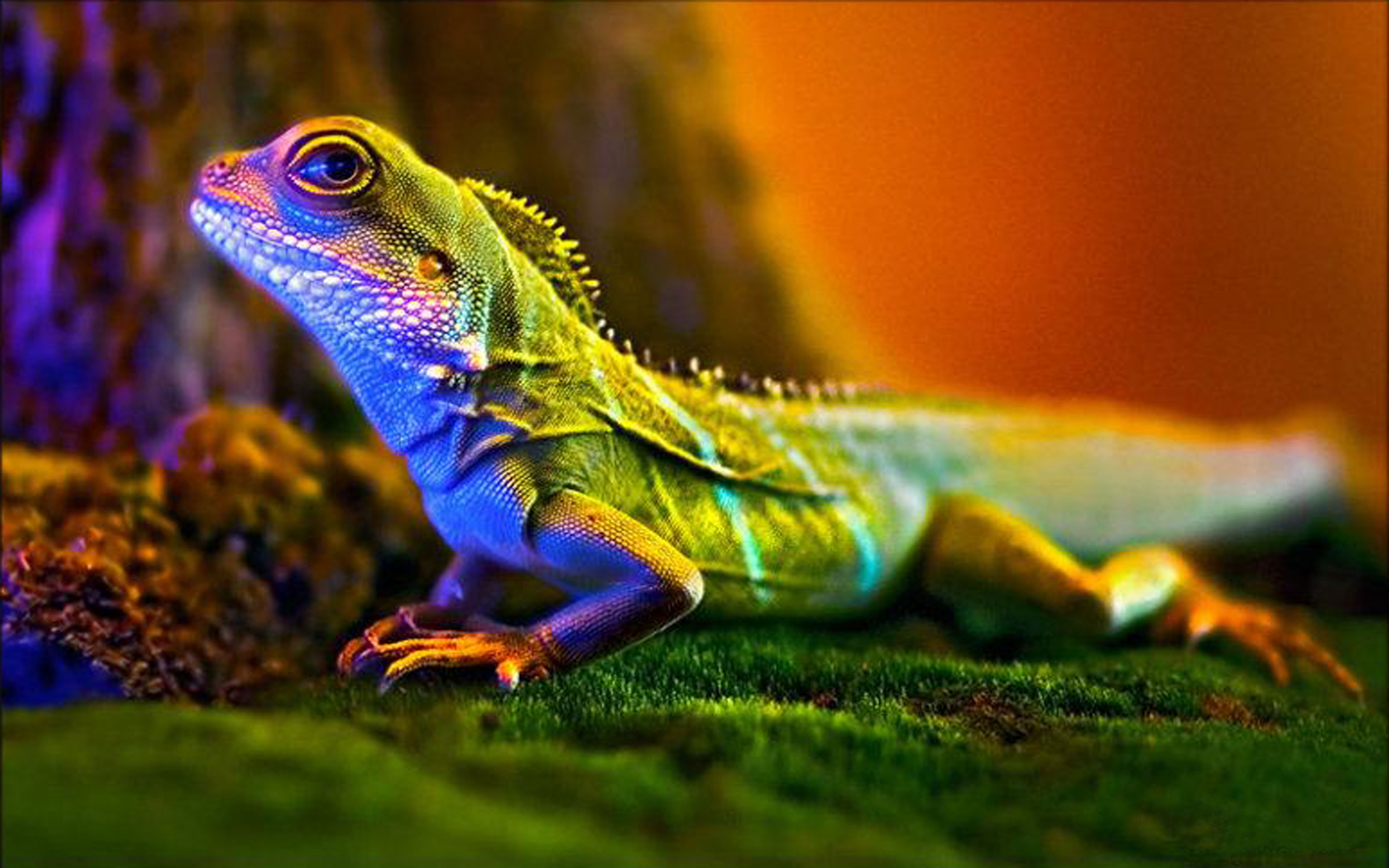 Detail Lizard Backgrounds Nomer 22