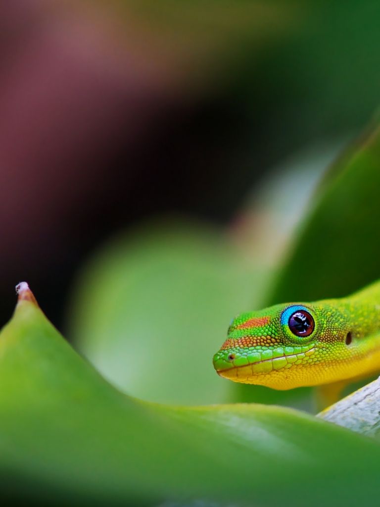Detail Lizard Backgrounds Nomer 23