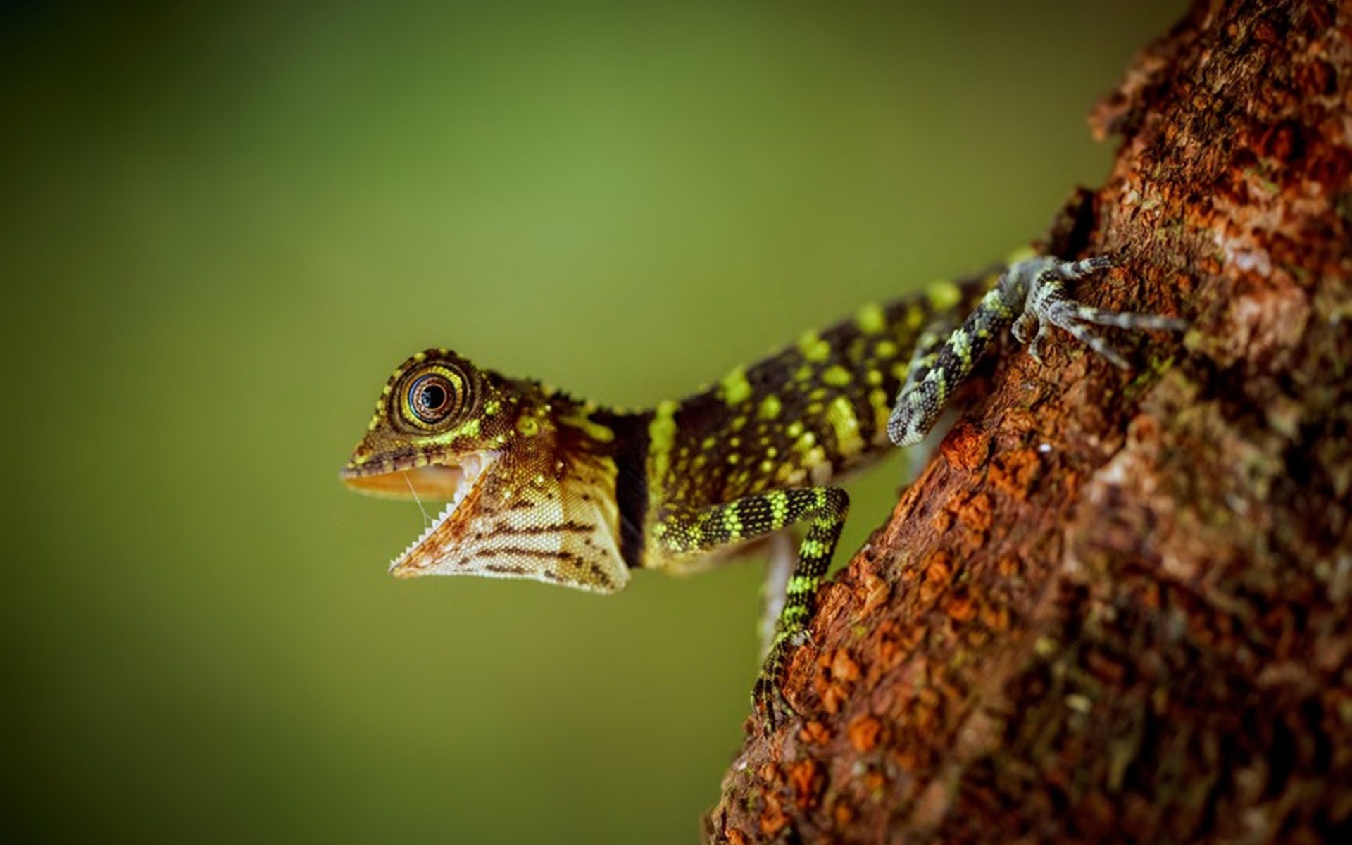 Detail Lizard Backgrounds Nomer 24