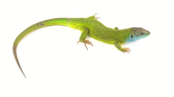 Detail Lizard Backgrounds Nomer 25