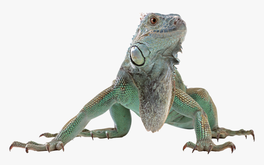 Detail Lizard Backgrounds Nomer 26