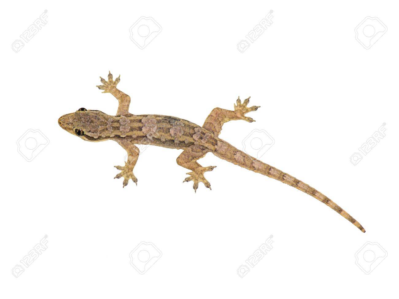 Detail Lizard Backgrounds Nomer 28