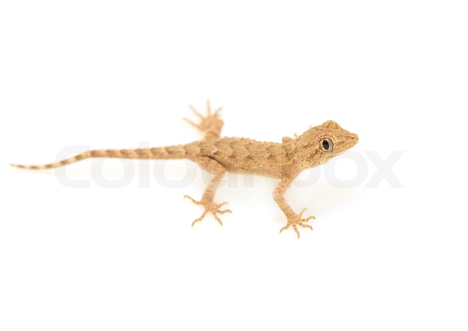 Detail Lizard Backgrounds Nomer 29