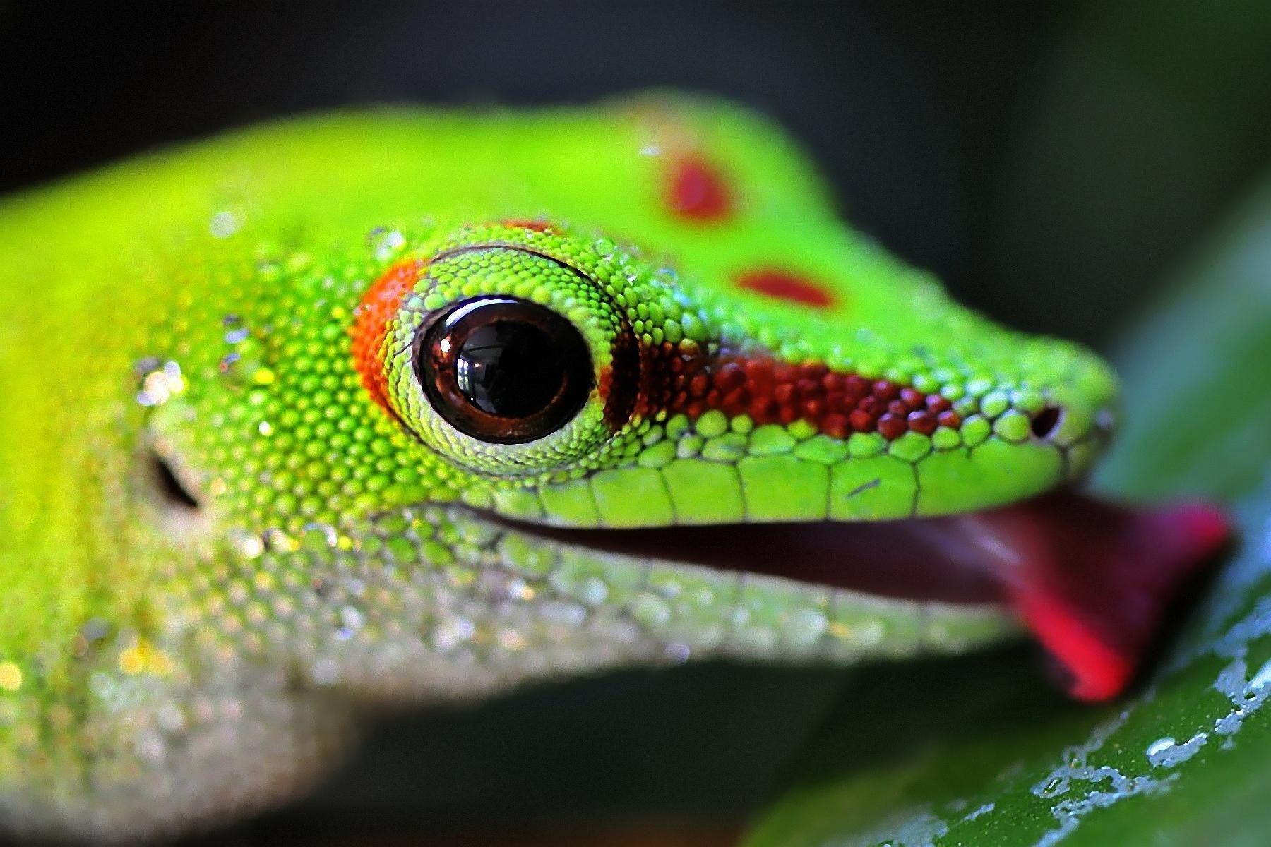 Detail Lizard Backgrounds Nomer 4