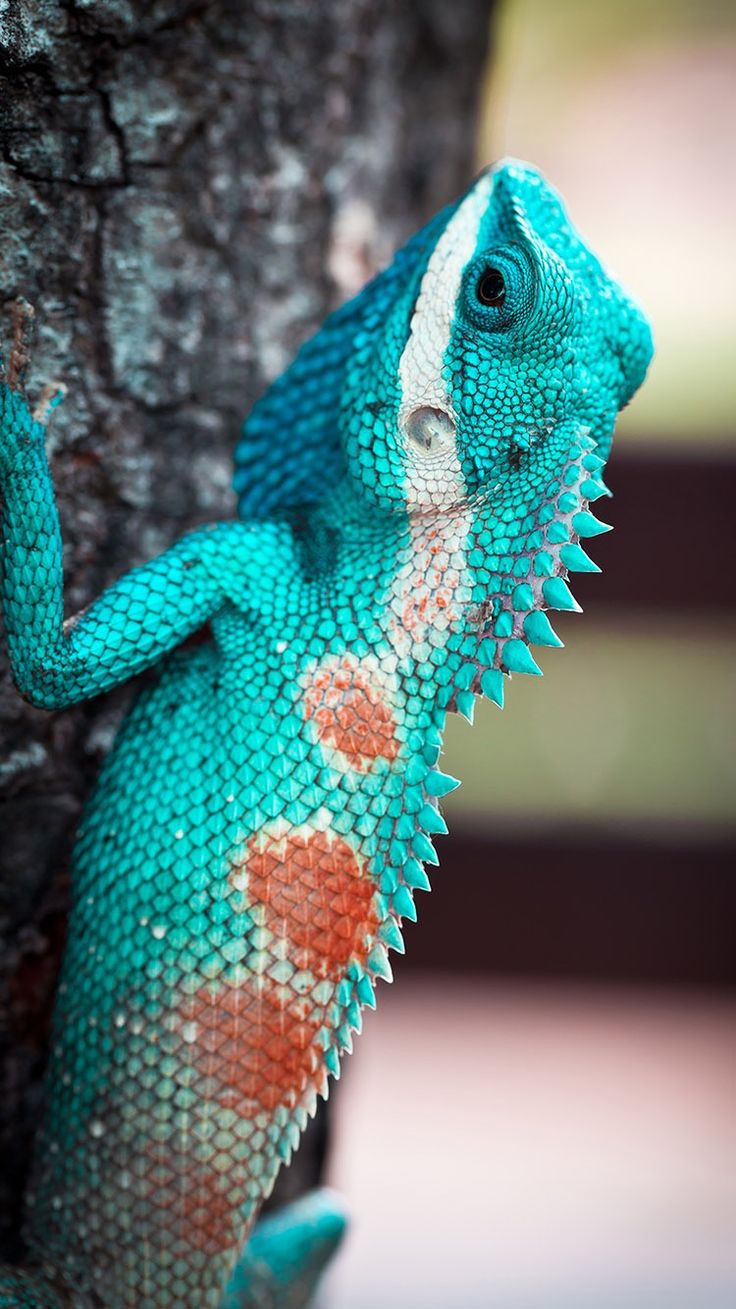 Detail Lizard Backgrounds Nomer 30