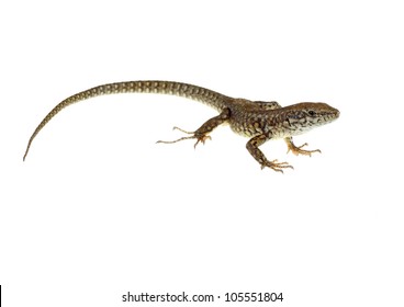 Detail Lizard Backgrounds Nomer 31